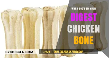 Can Dogs Safely Digest Chicken Bones? Facts and Risks Explained