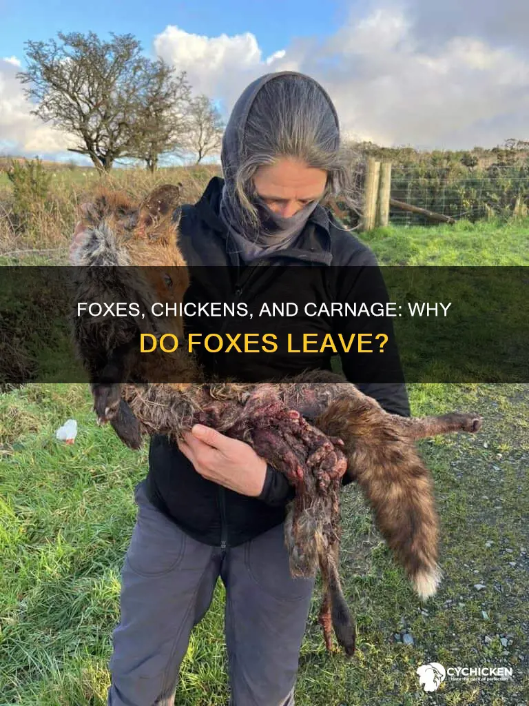 will a fox kill a chicken and leave it