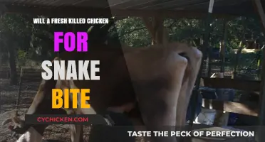 Freshly Killed Chicken for Snake Bites: Myth or Effective Remedy?