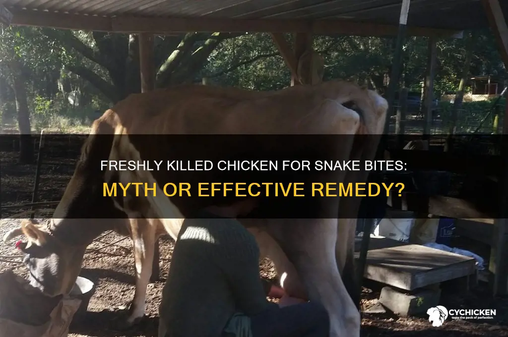 will a fresh killed chicken for snake bite