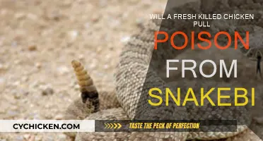 Freshly Killed Chicken: A Snakebite Remedy?