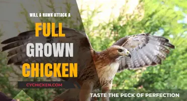 Can Hawks Prey on Adult Chickens? Facts and Protection Tips