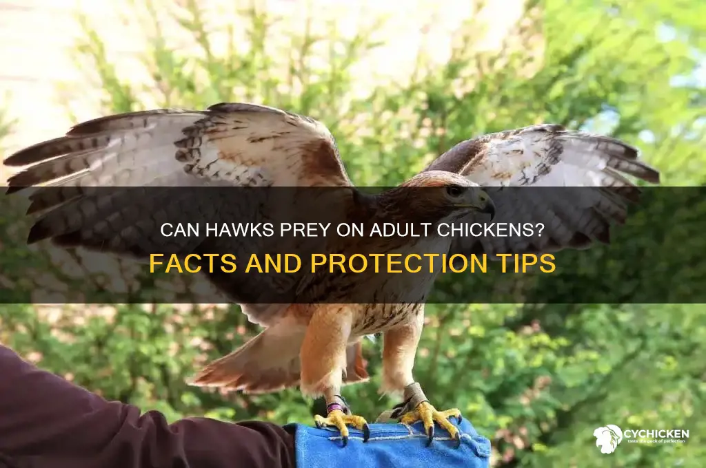 will a hawk attack a full grown chicken