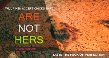 How a Hen Adopts Chicks That Aren't Hers