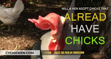 Can a Mother Hen Adopt Another Hen's Chicks?
