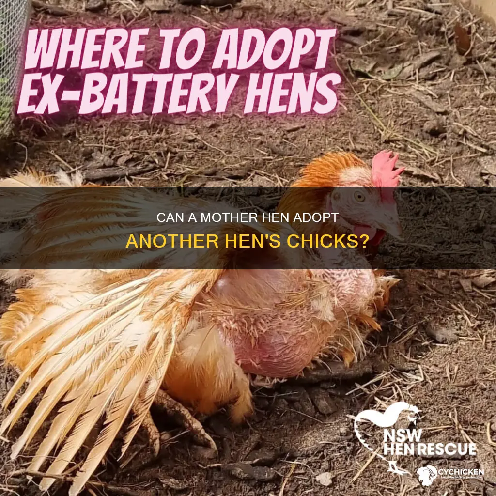 will a hen adopt chicks that already have chicks