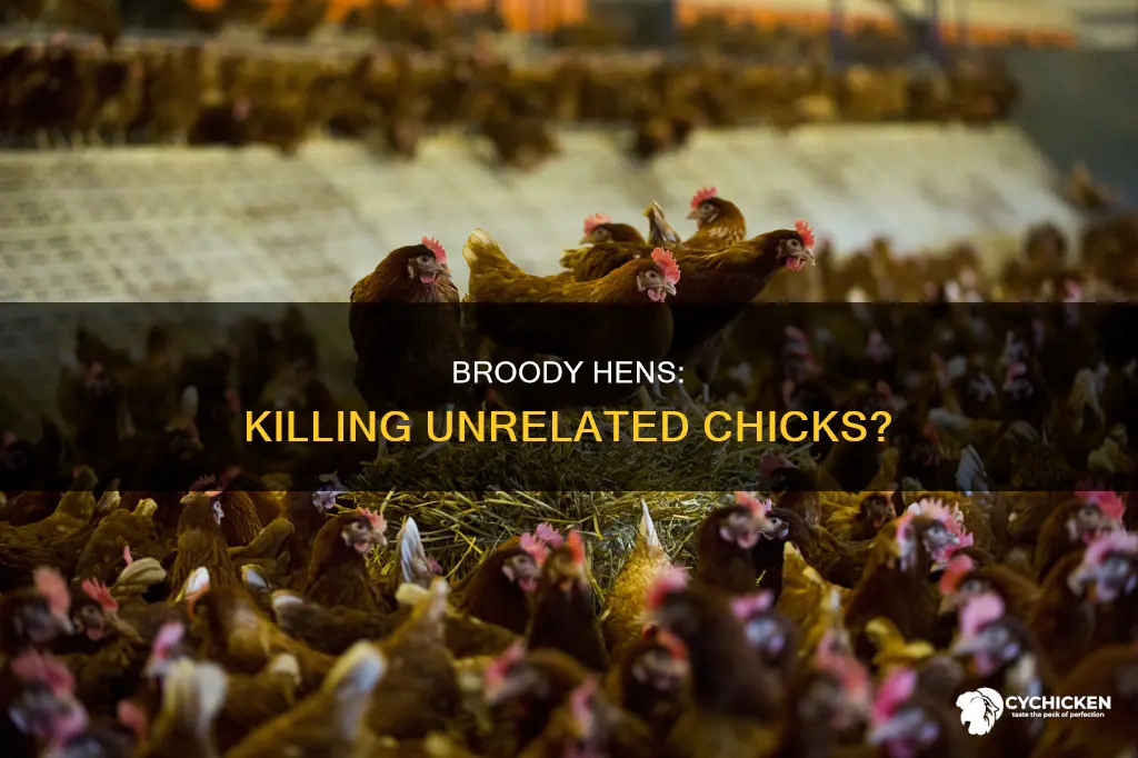 will a hen kill chicks that aren