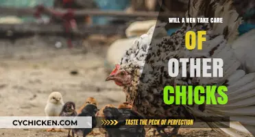 Can Hens Adopt? Exploring Cross-Brood Chick Care in Poultry