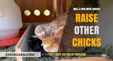 Can a Broody Hen Adopt and Raise Chicks Not Her Own?