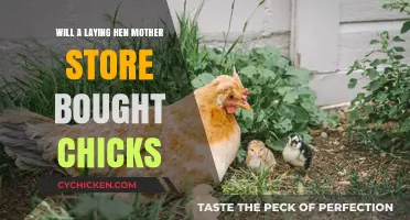 Can a Broody Hen Successfully Mother Store-Bought Chicks?