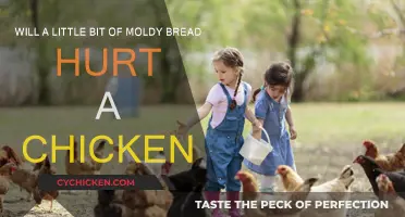Moldy Bread: Safe or Harmful for Chickens?