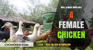 Can Male Ducks Harm Hens? Exploring Poultry Interactions and Safety