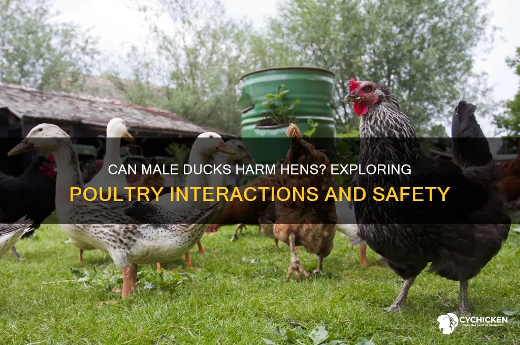 will a male duck kill a female chicken