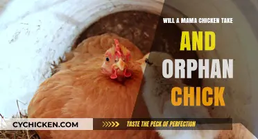 Can a Mama Chicken Adopt an Orphan Chick? Surprising Truth Revealed