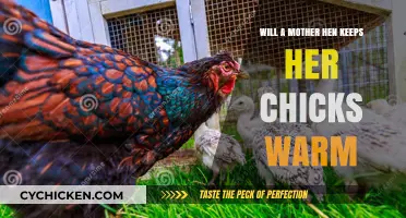 How Mother Hens Keep Their Chicks Warm: A Natural Instinct