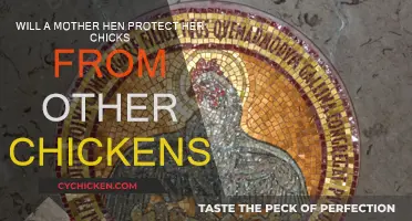 Protective Mother Hens: Keeping Chicks Safe from Other Chickens