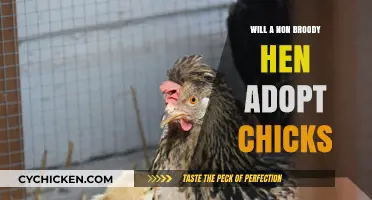 Can Non-Broody Hens Successfully Adopt and Raise Chicks?