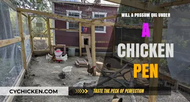 Possum Intruders: Can They Burrow Under Chicken Coops?