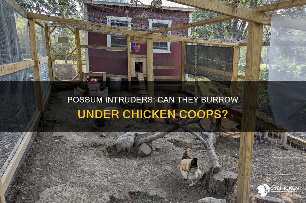 will a possum dig under a chicken pen