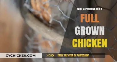Possum vs. Chicken: Can a Possum Kill an Adult Chicken?