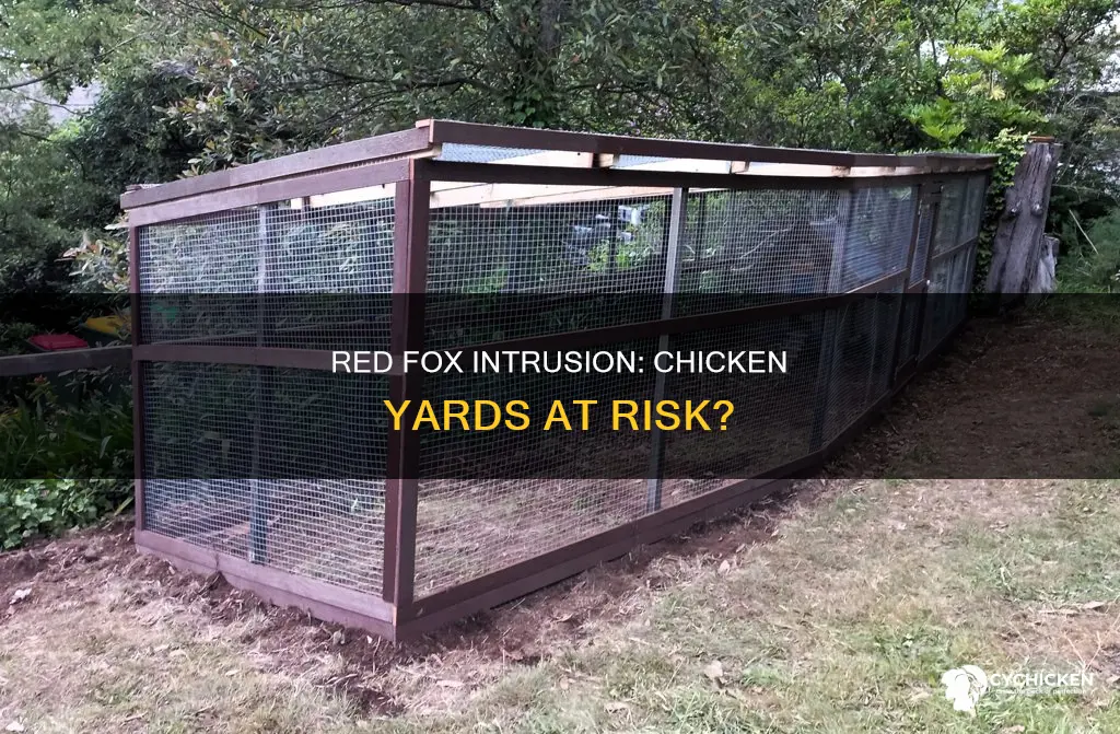 will a red fox enter an enclosed chicken yard