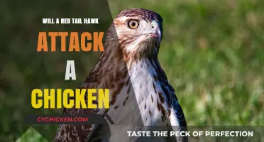 Red-Tailed Hawks vs. Chickens: Understanding the Risk of Attacks