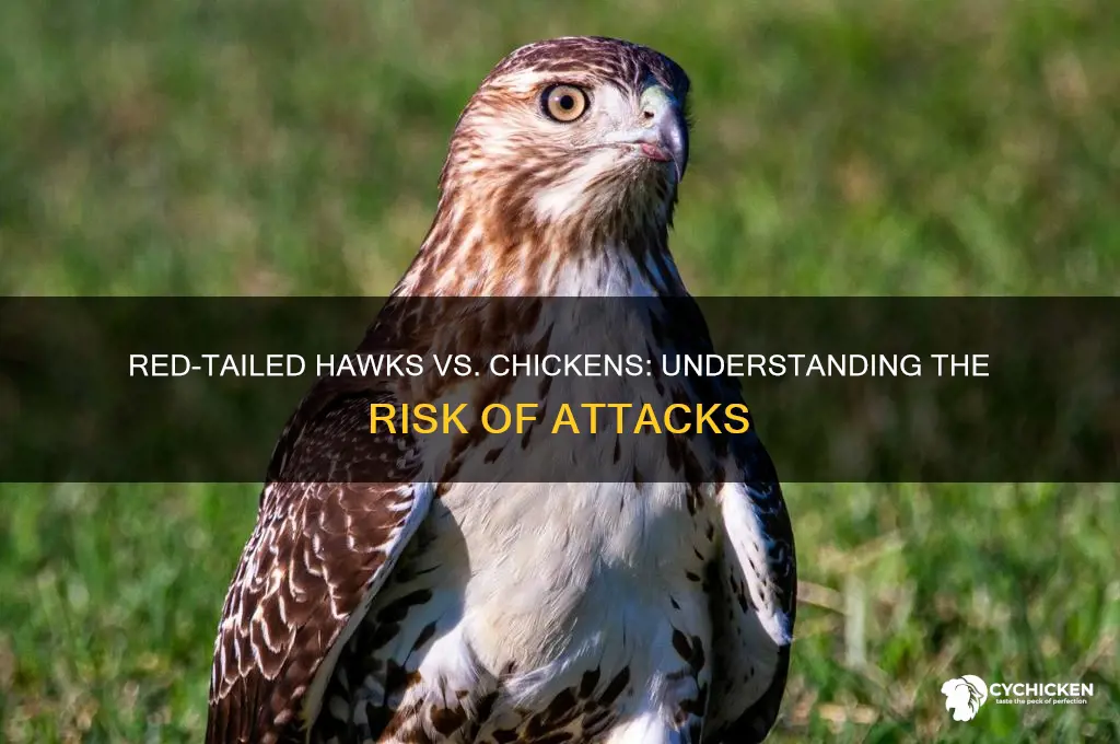 will a red tail hawk attack a chicken