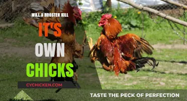 Will a Rooster Harm Its Own Chicks? Uncovering the Truth