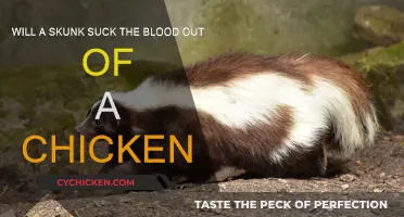 Skunk and Chicken: A Deadly Combination?