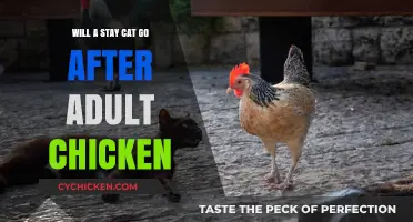 Will Stray Cats Hunt Adult Chickens? Understanding Risks and Prevention