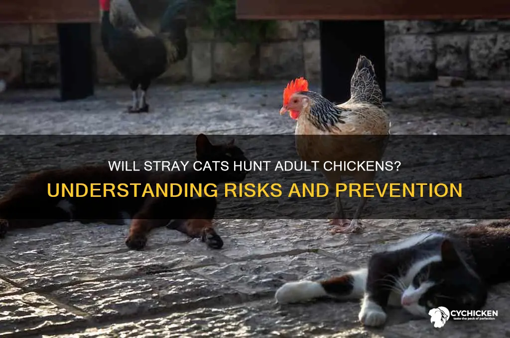 will a stay cat go after adult chicken