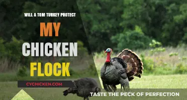Can a Tom Turkey Safeguard Your Chicken Flock? Expert Insights