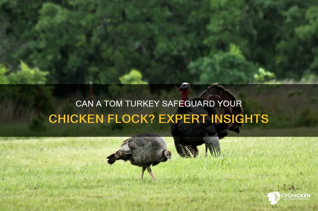 will a tom turkey protect my chicken flock