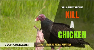 Turkey Vultures and Chickens: Potential Threats or Harmless Neighbors?