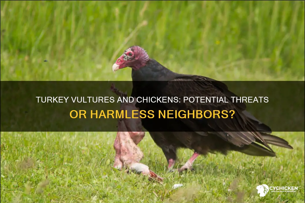 will a turkey vulture kill a chicken