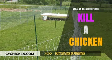 Electric Fences and Chickens: Safety Tips to Prevent Fatalities