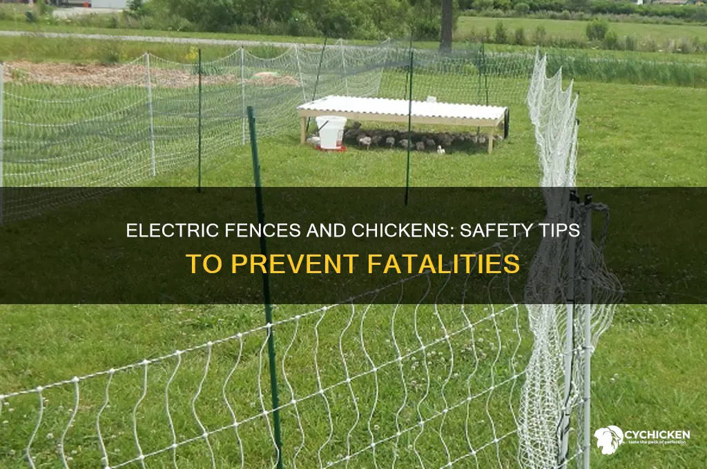will an electric fence kill a chicken