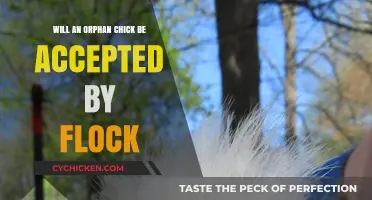 Can an Orphan Chick Find Acceptance Within the Flock?