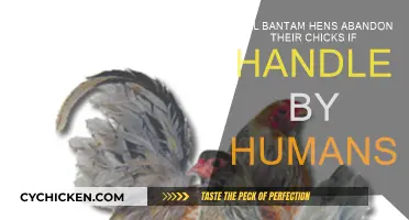 Human Handling: Will Bantam Hens Abandon Their Chicks?