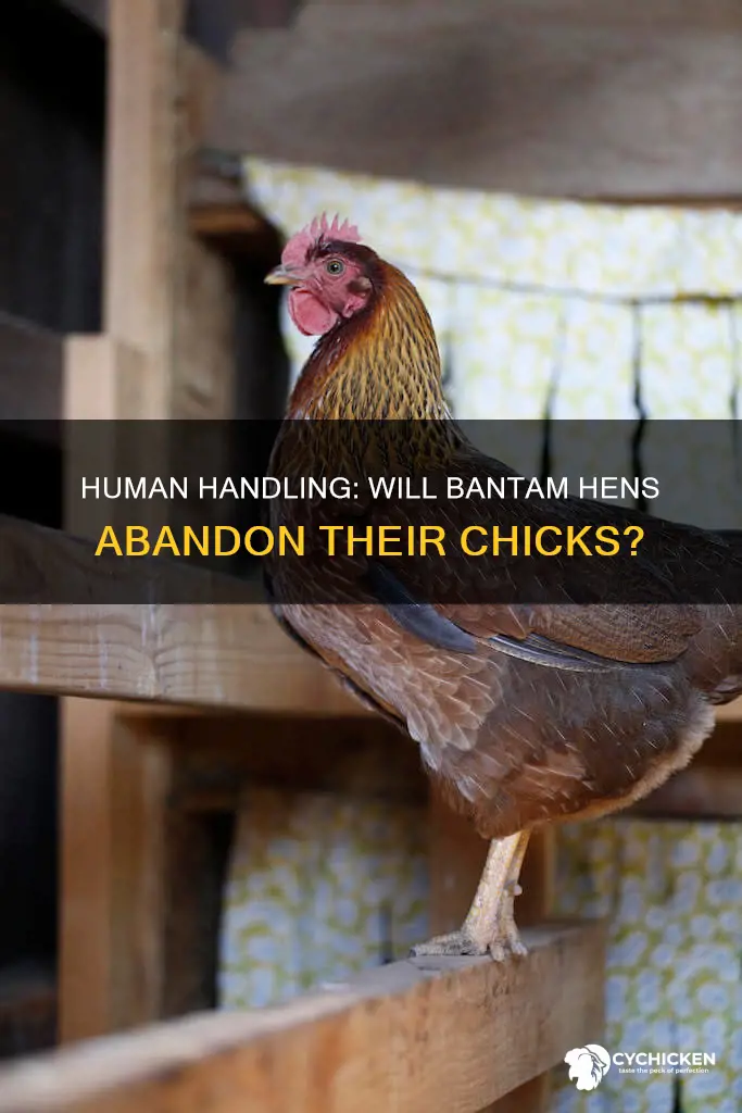 will bantam hens abandon their chicks if handled by humans
