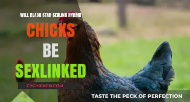 Are Black Star Sexlink Hybrid Chicks Sex-Linked? Unraveling the Genetics