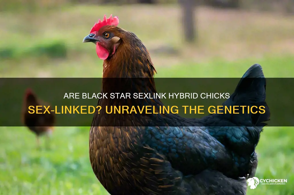 will black star sexlink hybrid chicks be sexlinked
