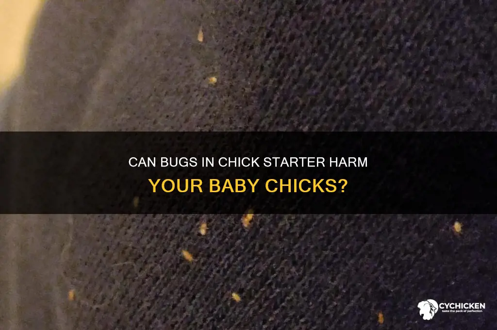 will bugs in the chick starter hurt them