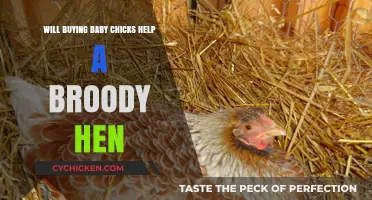 Can Baby Chicks Calm a Broody Hen? Expert Insights Revealed
