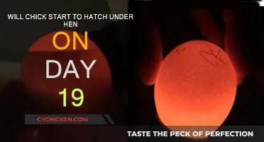 When Do Chicks Start Hatching Under a Hen?