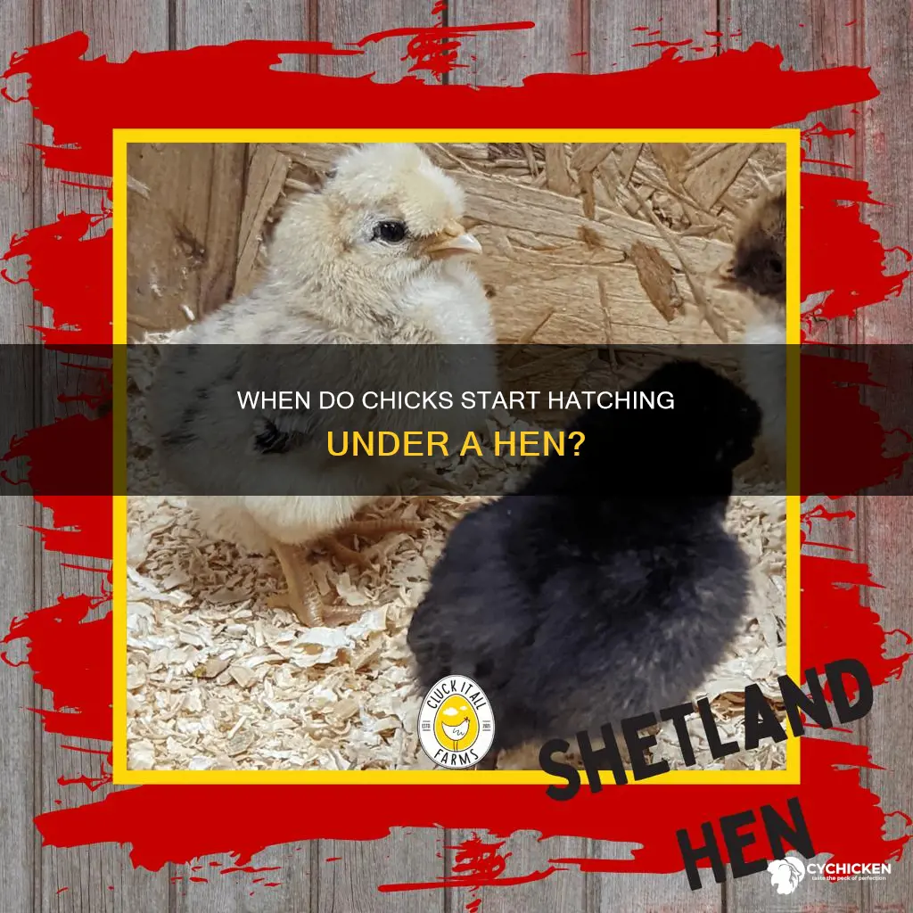 will chick start to hatch under hen on day 19