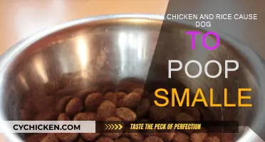 Rice and Chicken: Smaller Poops for Dogs?