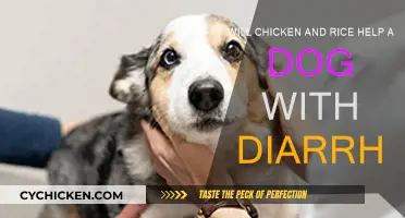 Chicken and Rice: A Dog's Diarrhea Solution?
