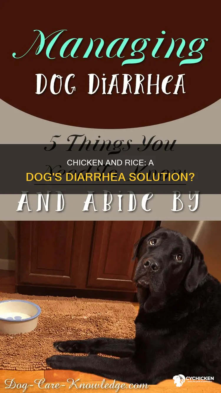 will chicken and rice help a dog with diarrhea