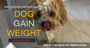 Strategies to Help Your Dog Gain Weight